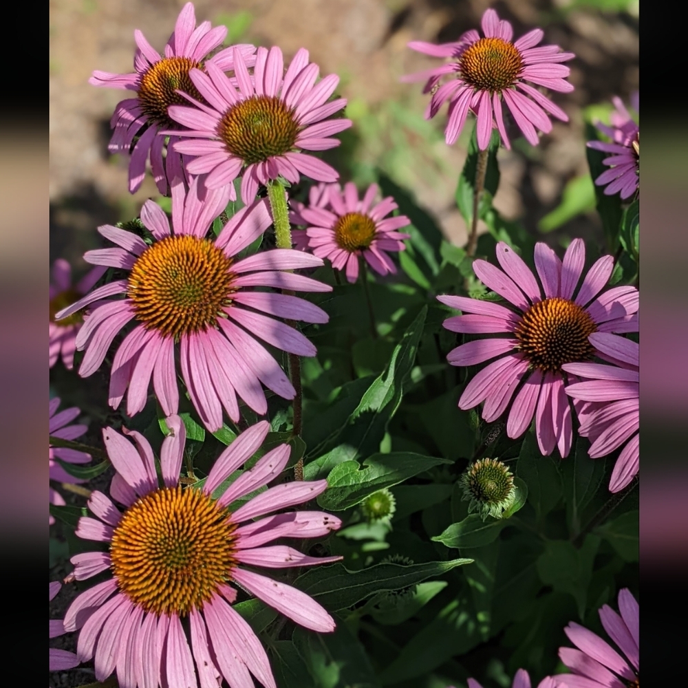 Coneflower Seed Packet - Picture 2 of 7